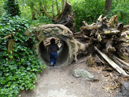 Max in a tunnel at the Bosbeek area at the DierenPark Amersfoort zoo