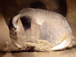 Badger at the Bosbeek area at the DierenPark Amersfoort zoo