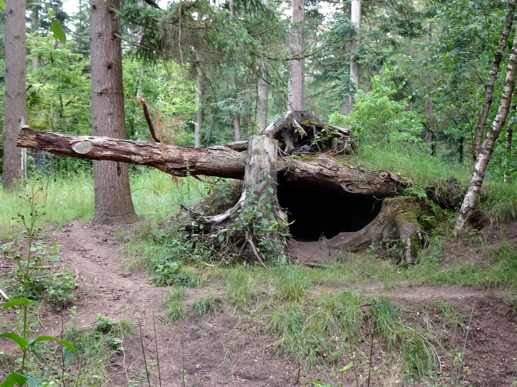 Wolf enclosure at the DierenPark Amersfoort zoo