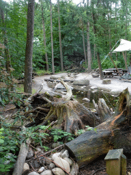 Stream with dam at the Bosbeek area at the DierenPark Amersfoort zoo