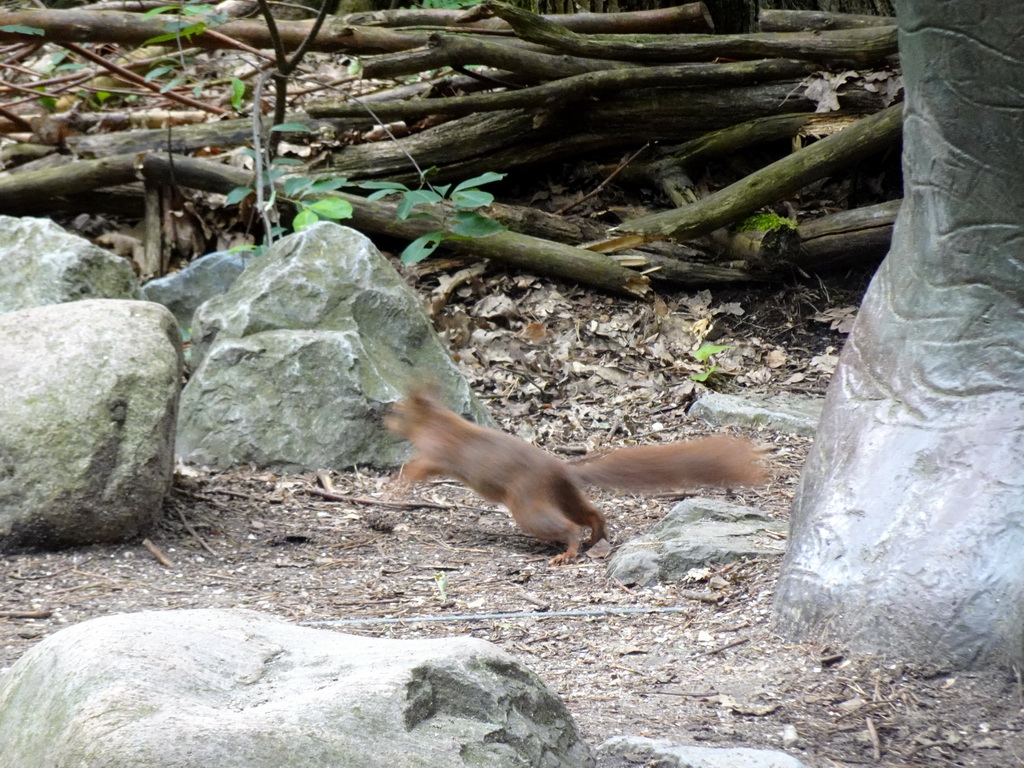 Squirrel at the DinoPark at the DierenPark Amersfoort zoo