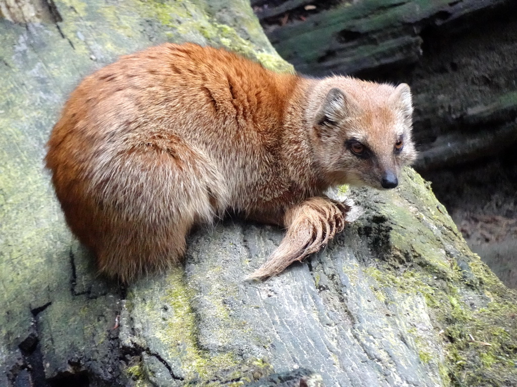 Yellow Mongoose at the DierenPark Amersfoort zoo