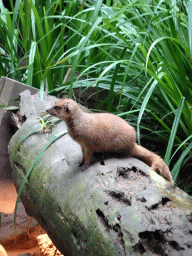 Yellow Mongoose at the DierenPark Amersfoort zoo