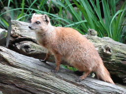 Yellow Mongoose at the DierenPark Amersfoort zoo