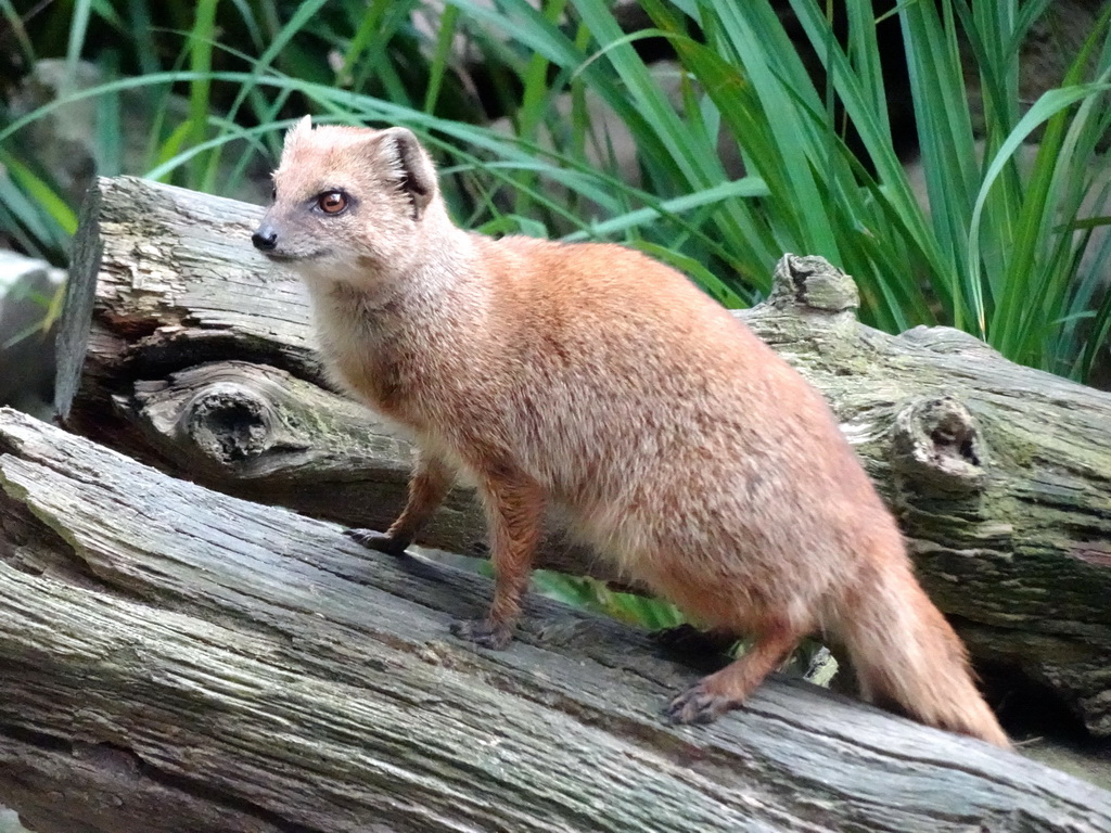 Yellow Mongoose at the DierenPark Amersfoort zoo
