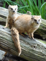 Yellow Mongooses at the DierenPark Amersfoort zoo