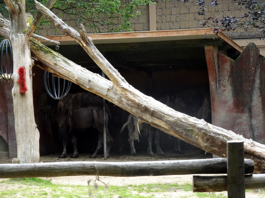 Camels at the City of Antiquity at the DierenPark Amersfoort zoo