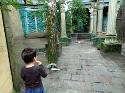 Max looking at the Griffon Vultures at the City of Antiquity at the DierenPark Amersfoort zoo