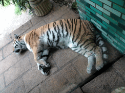 Siberian Tiger at the City of Antiquity at the DierenPark Amersfoort zoo, viewed from the Palace of King Darius