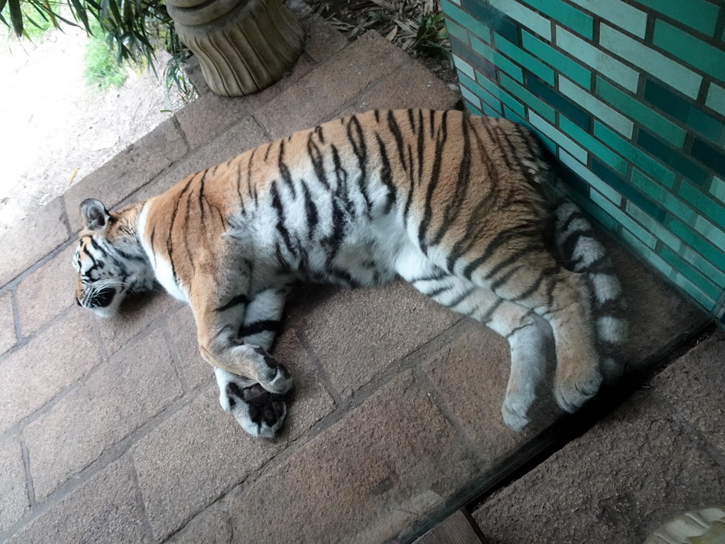 Siberian Tiger at the City of Antiquity at the DierenPark Amersfoort zoo, viewed from the Palace of King Darius