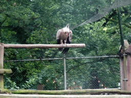 Griffon Vulture at the City of Antiquity at the DierenPark Amersfoort zoo, viewed from the Palace of King Darius