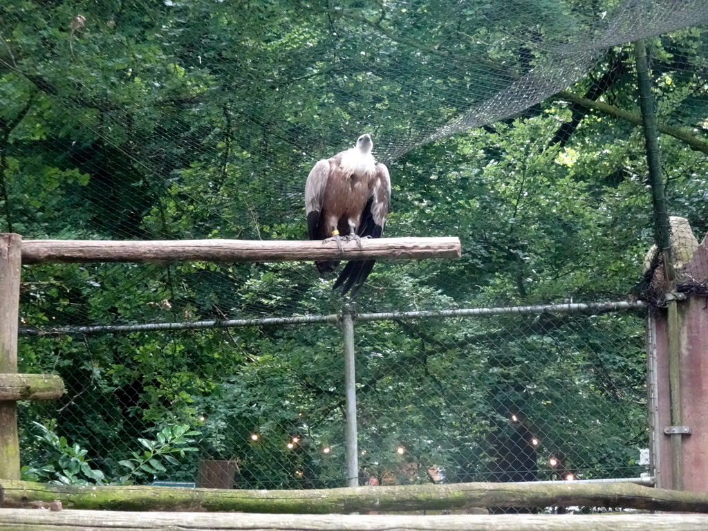 Griffon Vulture at the City of Antiquity at the DierenPark Amersfoort zoo, viewed from the Palace of King Darius