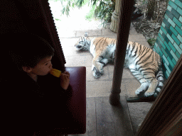 Max with an ice cream on the throne at the Palace of King Darius at the City of Antiquity at the DierenPark Amersfoort zoo, with a view on a Siberian Tiger