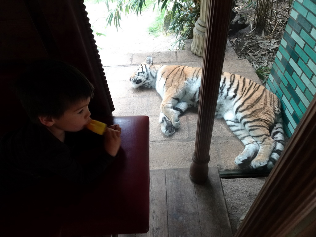 Max with an ice cream on the throne at the Palace of King Darius at the City of Antiquity at the DierenPark Amersfoort zoo, with a view on a Siberian Tiger