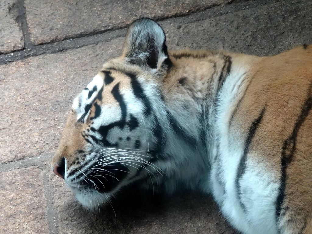 Siberian Tiger at the City of Antiquity at the DierenPark Amersfoort zoo, viewed from the Palace of King Darius