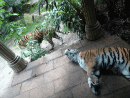 Siberian Tigers at the City of Antiquity at the DierenPark Amersfoort zoo, viewed from the Palace of King Darius