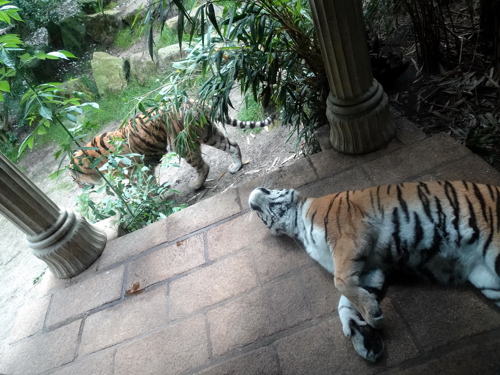 Siberian Tigers at the City of Antiquity at the DierenPark Amersfoort zoo, viewed from the Palace of King Darius