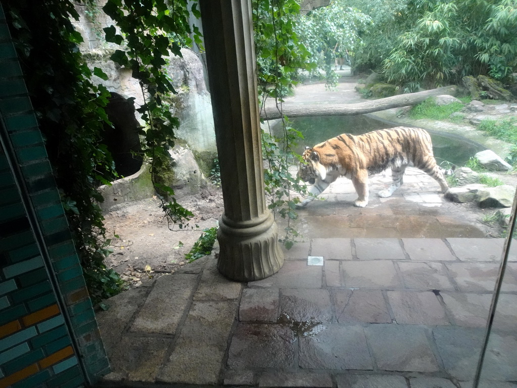 Siberian Tiger at the City of Antiquity at the DierenPark Amersfoort zoo, viewed from the Palace of King Darius