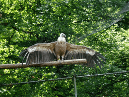 Griffon Vulture at the City of Antiquity at the DierenPark Amersfoort zoo, viewed from the Palace of King Darius