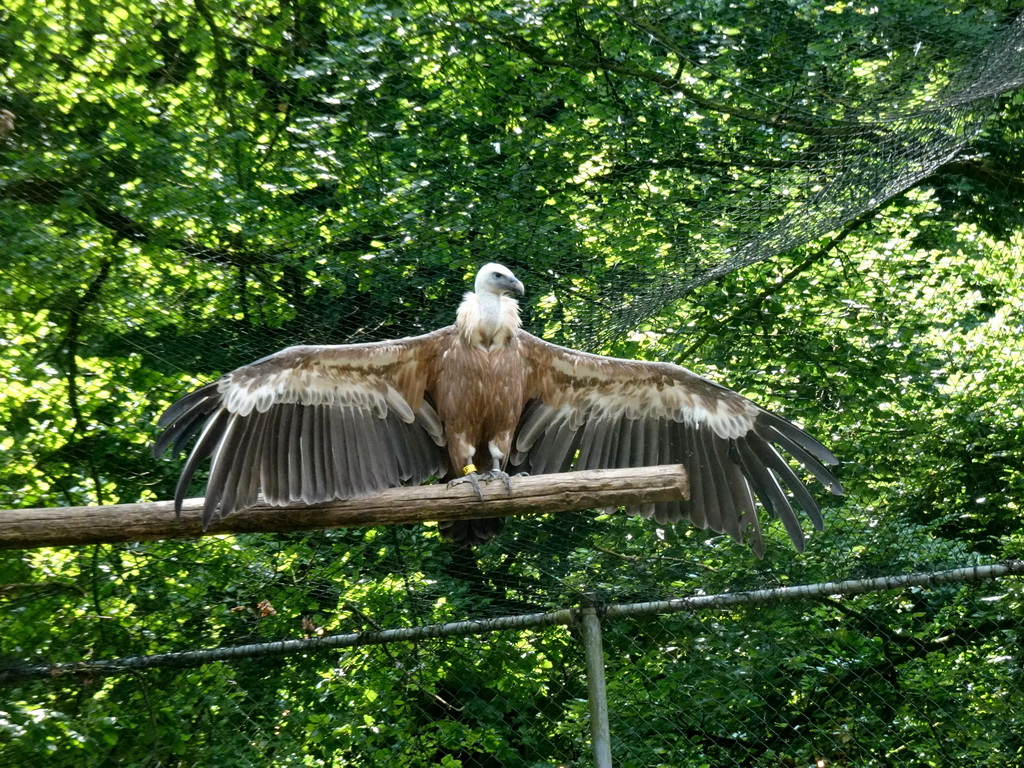 Griffon Vulture at the City of Antiquity at the DierenPark Amersfoort zoo, viewed from the Palace of King Darius