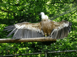 Griffon Vulture at the City of Antiquity at the DierenPark Amersfoort zoo, viewed from the Palace of King Darius