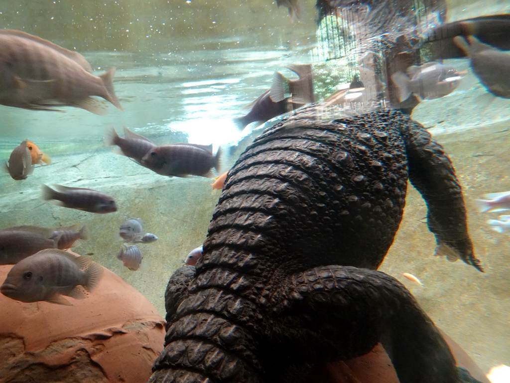 Dwarf Crocodile and fish at the City of Antiquity at the DierenPark Amersfoort zoo