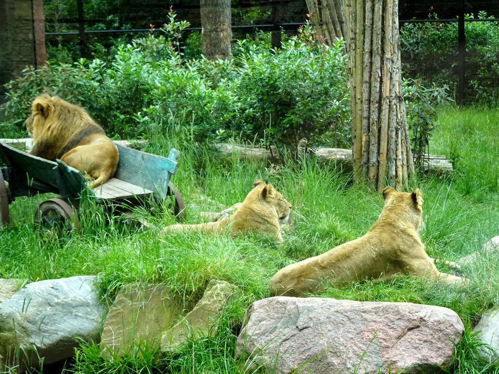 Lions at the City of Antiquity at the DierenPark Amersfoort zoo
