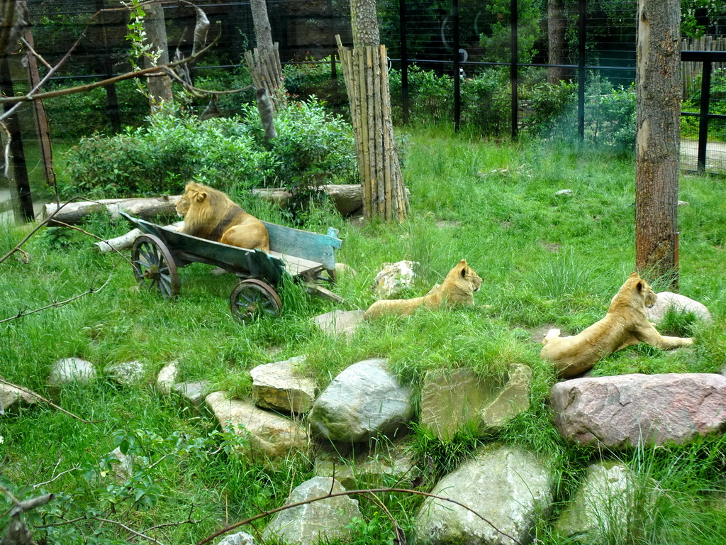 Lions at the City of Antiquity at the DierenPark Amersfoort zoo