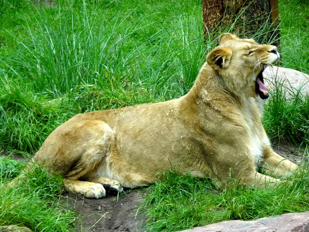 Lion at the City of Antiquity at the DierenPark Amersfoort zoo