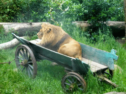 Lion at the City of Antiquity at the DierenPark Amersfoort zoo