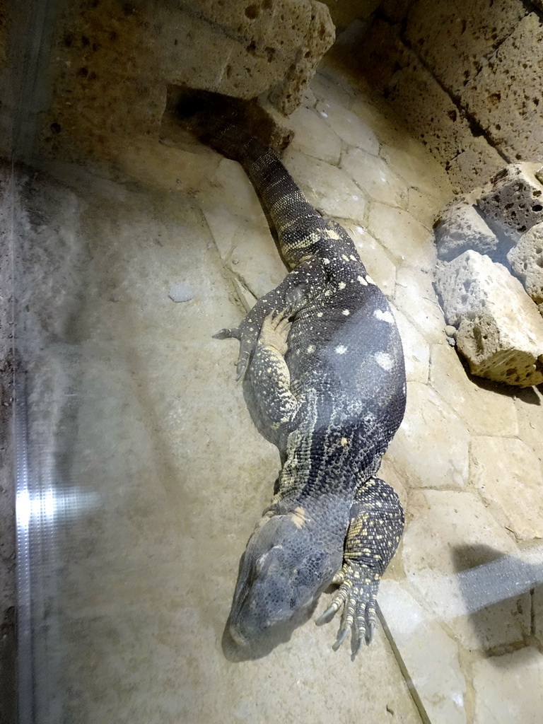 Rock Monitor at the City of Antiquity at the DierenPark Amersfoort zoo