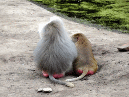 Hamadryas Baboons at the City of Antiquity at the DierenPark Amersfoort zoo
