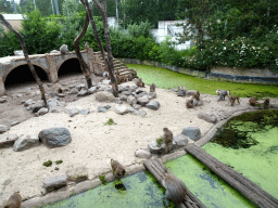 Hamadryas Baboons at the City of Antiquity at the DierenPark Amersfoort zoo