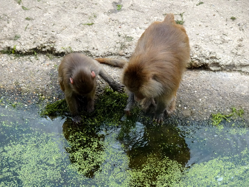 Hamadryas Baboons at the City of Antiquity at the DierenPark Amersfoort zoo