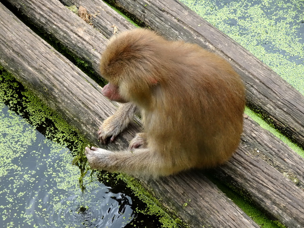 Hamadryas Baboon at the City of Antiquity at the DierenPark Amersfoort zoo