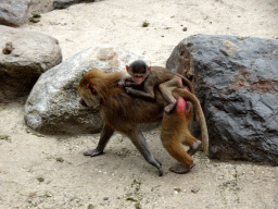 Hamadryas Baboons at the City of Antiquity at the DierenPark Amersfoort zoo