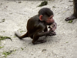 Young Hamadryas Baboon at the City of Antiquity at the DierenPark Amersfoort zoo