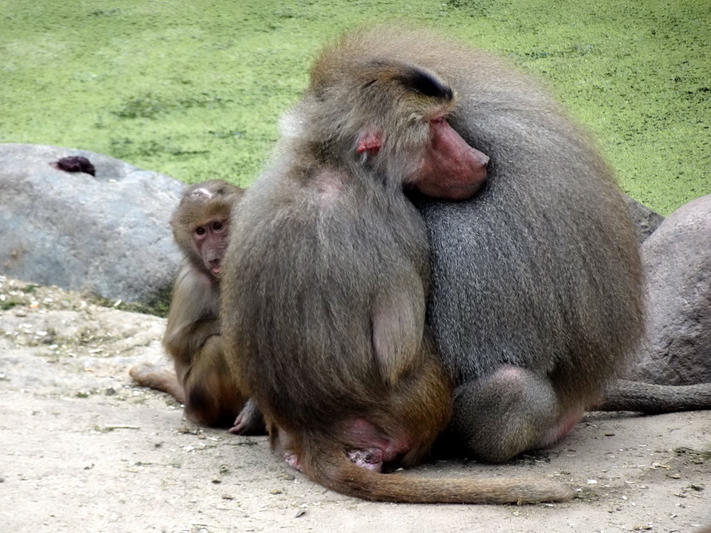 Hamadryas Baboons at the City of Antiquity at the DierenPark Amersfoort zoo