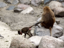 Hamadryas Baboons at the City of Antiquity at the DierenPark Amersfoort zoo