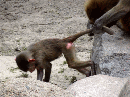 Young Hamadryas Baboon at the City of Antiquity at the DierenPark Amersfoort zoo