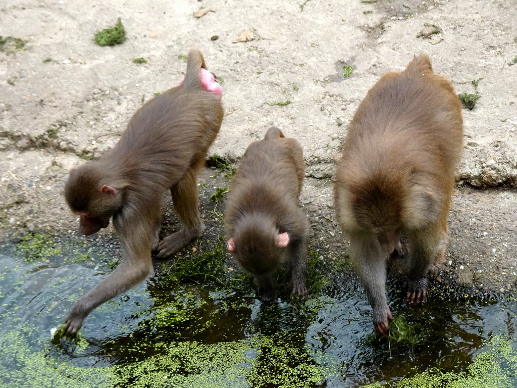 Hamadryas Baboons at the City of Antiquity at the DierenPark Amersfoort zoo