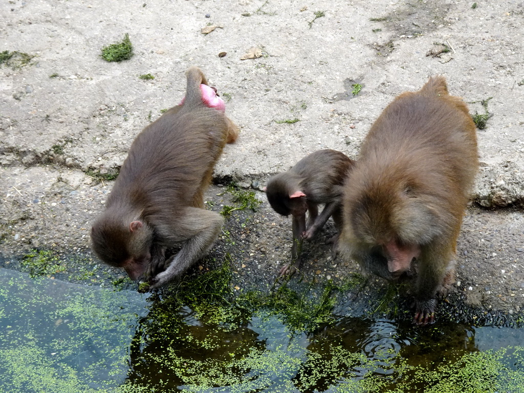 Hamadryas Baboons at the City of Antiquity at the DierenPark Amersfoort zoo