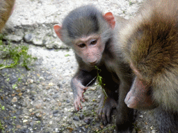 Hamadryas Baboons at the City of Antiquity at the DierenPark Amersfoort zoo