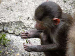 Young Hamadryas Baboon at the City of Antiquity at the DierenPark Amersfoort zoo