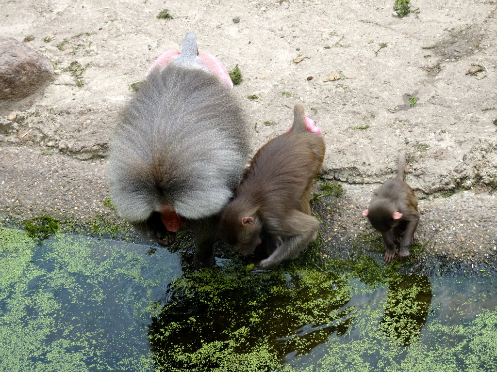 Hamadryas Baboons at the City of Antiquity at the DierenPark Amersfoort zoo