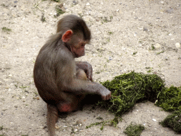 Young Hamadryas Baboon at the City of Antiquity at the DierenPark Amersfoort zoo