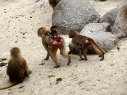 Hamadryas Baboons at the City of Antiquity at the DierenPark Amersfoort zoo