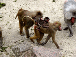 Hamadryas Baboons at the City of Antiquity at the DierenPark Amersfoort zoo