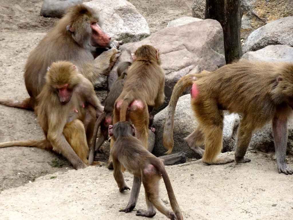 Hamadryas Baboons at the City of Antiquity at the DierenPark Amersfoort zoo