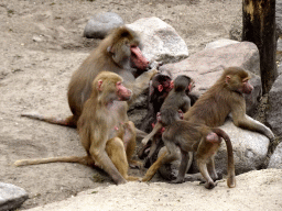 Hamadryas Baboons at the City of Antiquity at the DierenPark Amersfoort zoo